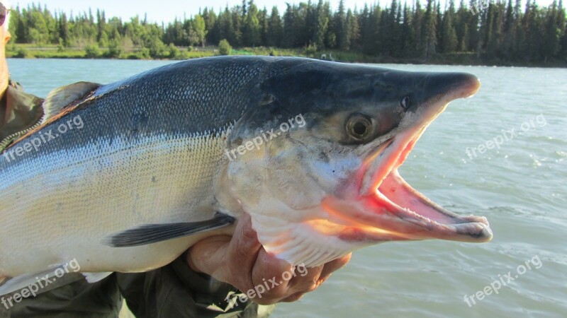 Salmon Kenai Fishing Fish Alaska