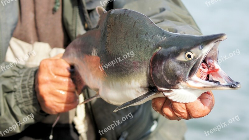 Salmon Fish Fishing Kenai Seafood