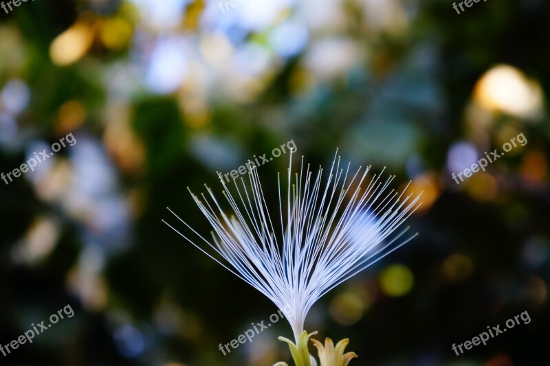 Plants Details Nature Pollen Fruit