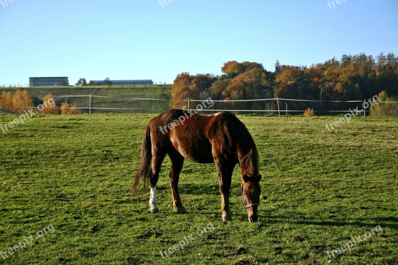 Paddock Horse Animal Mammal Coupling