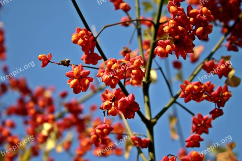 Spindle Tree Fortunei Ordinary Pfaff Copings