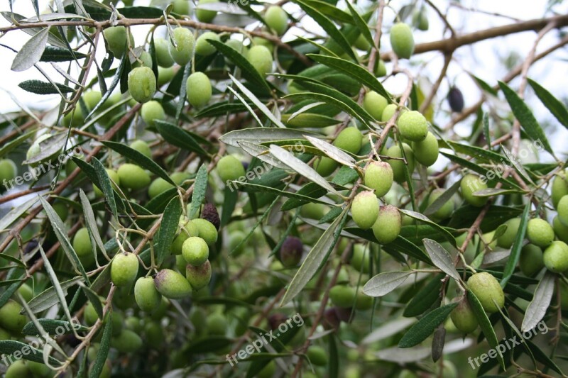 Olives Green Olea Europaea Mediterranean Fruits