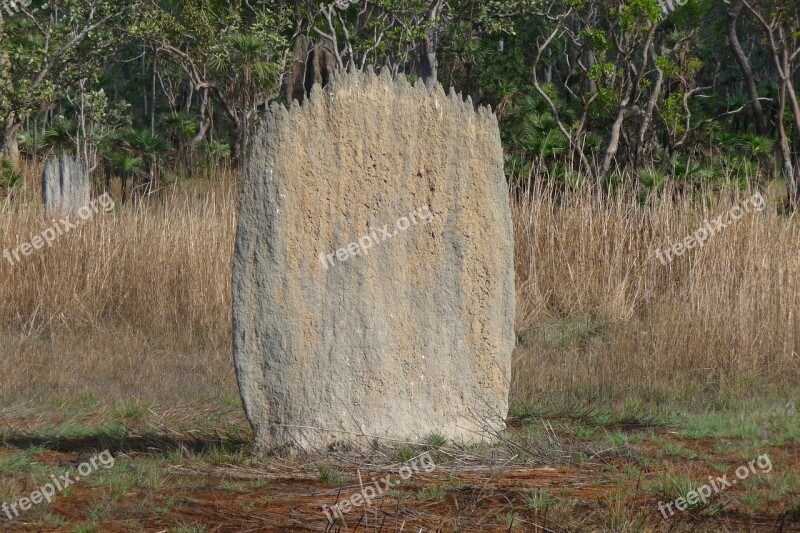 Termites Nest Nature Insects Free Photos