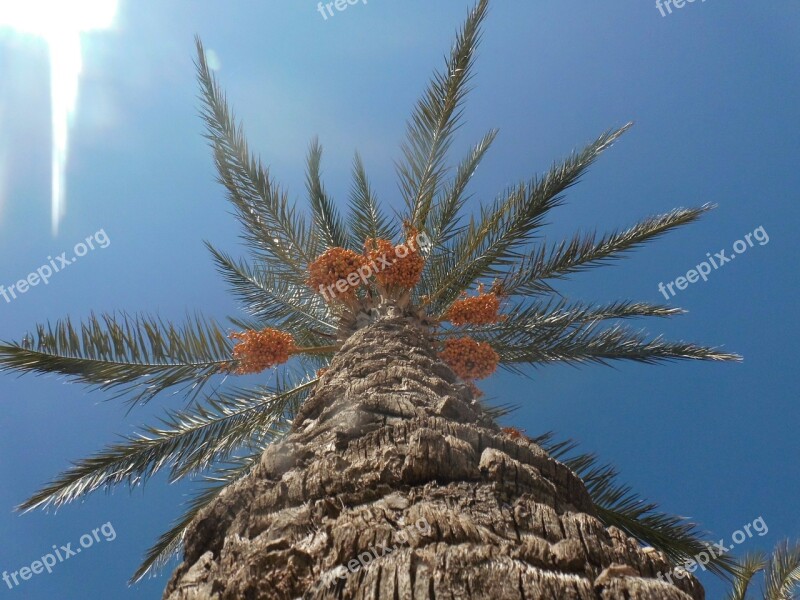 Date Palm Palm Plamenfrucht Turkey Turkish