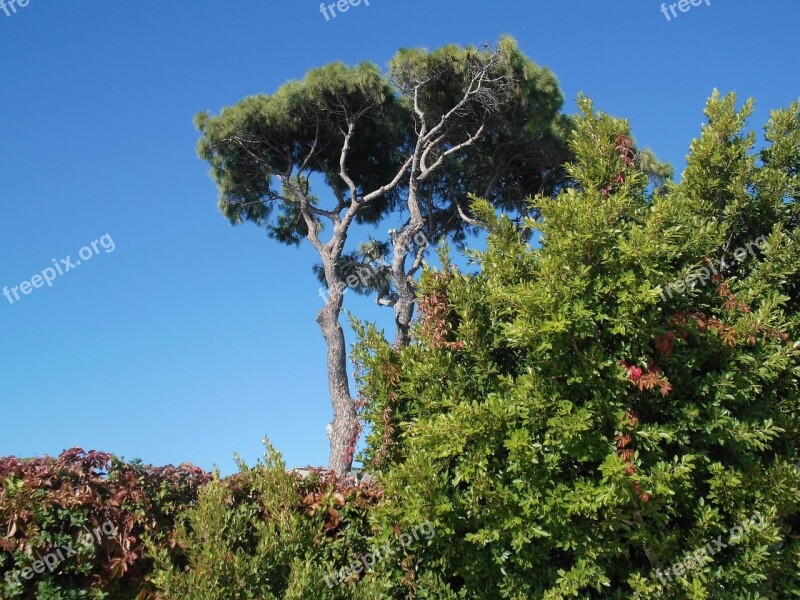 Tree Landscape Nature Sky Shrubs