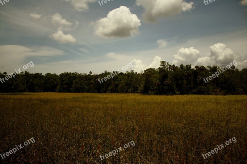 Treeline Trees Tall Grass Natural Environment