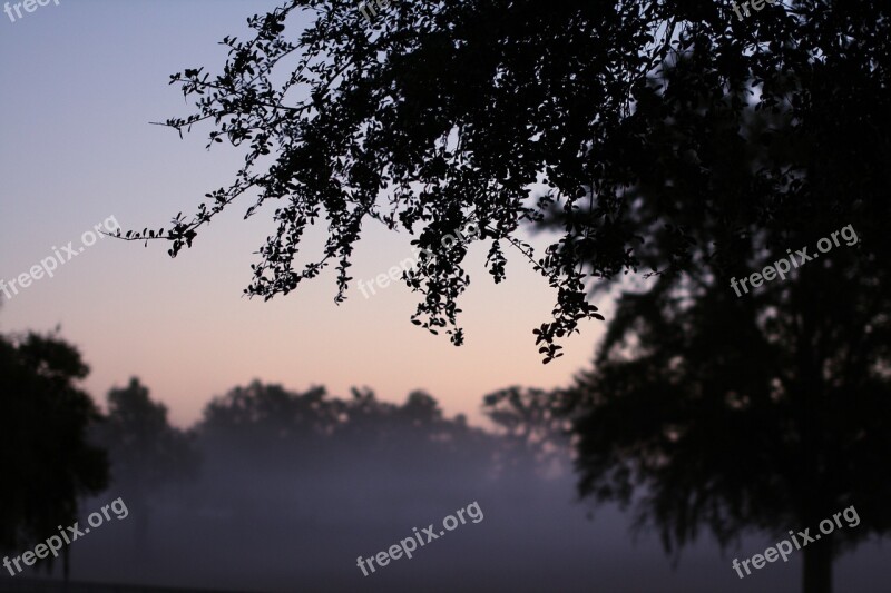 Fog Morning Trees Leaves Early