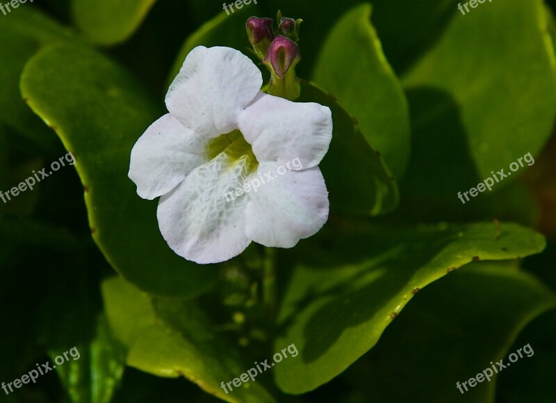 Flower Plant Nature Spring Garden