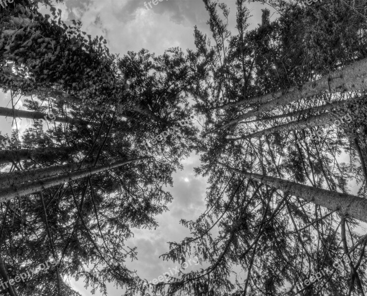 Trees Nature Leaves Sky Forest