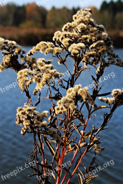 Thistle Greenhouse Shrub Autumn Water Autumn Colours