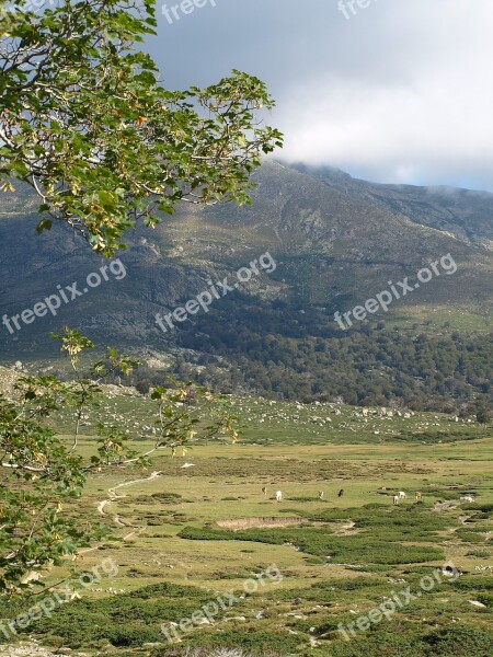 Landscape Plateau Valley Pasture Corsica