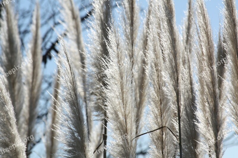 Grasses Charcoal Nature Free Photos