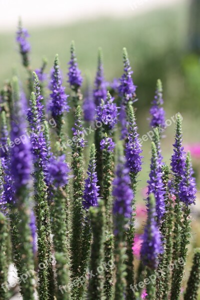 Lavender Macro Plant Violet Free Photos