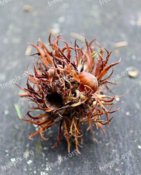 Nut Tree Fruit Autumn Autumn Fruit Prickly