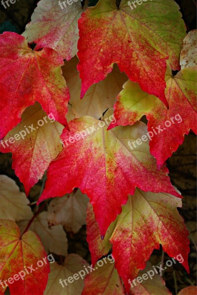 Wine Partner Vine Leaves Fall Leaves Colorful Fall Foliage