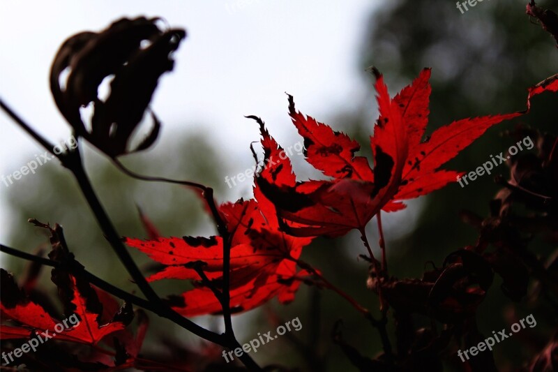 Needle Leaf Maple Fall Leaves Red Fall Color Maple