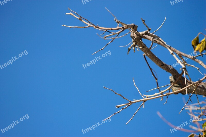 Branch Autumn Sky Crooked Gnarled