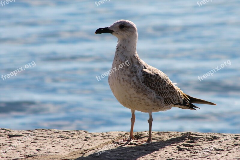 Seagull Sea Water Bird Free Photos