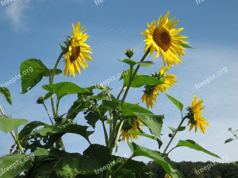 Sunflowers Flowers Giverny Monet's Garden Free Photos