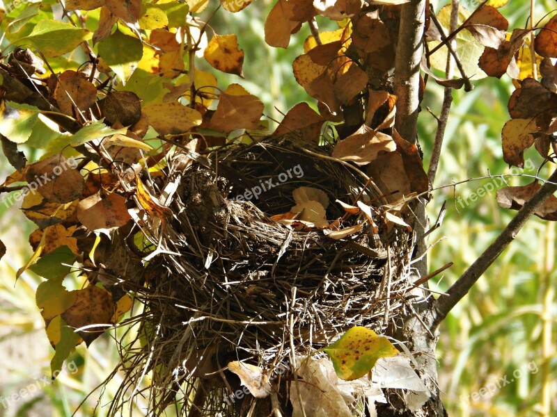 Nest Abandonment Absence Autumn Colors