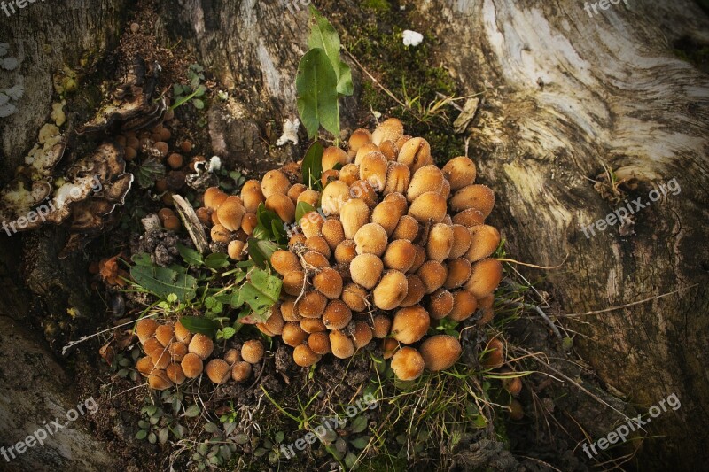 Mushrooms Forest Autumn Bronze Free Photos