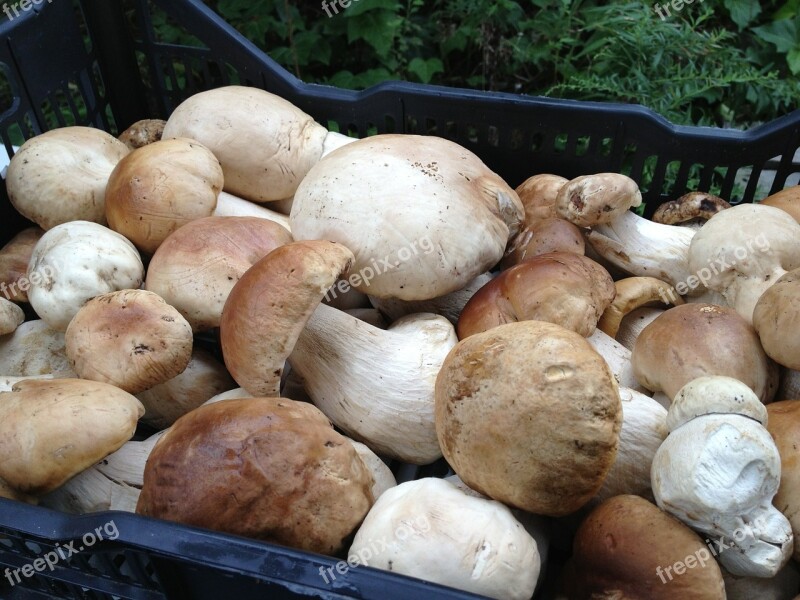 Porcini Fresh Mushroom Free Photos