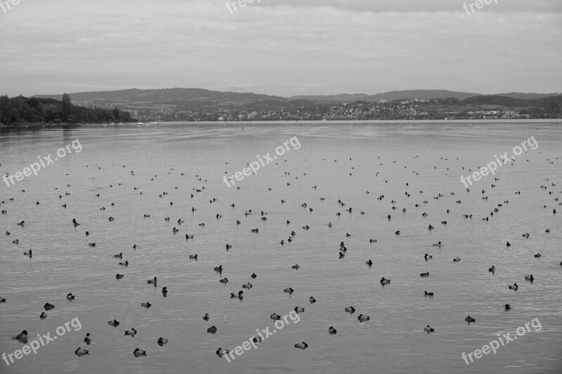 Ducks Lake Rest Black White Water Bird