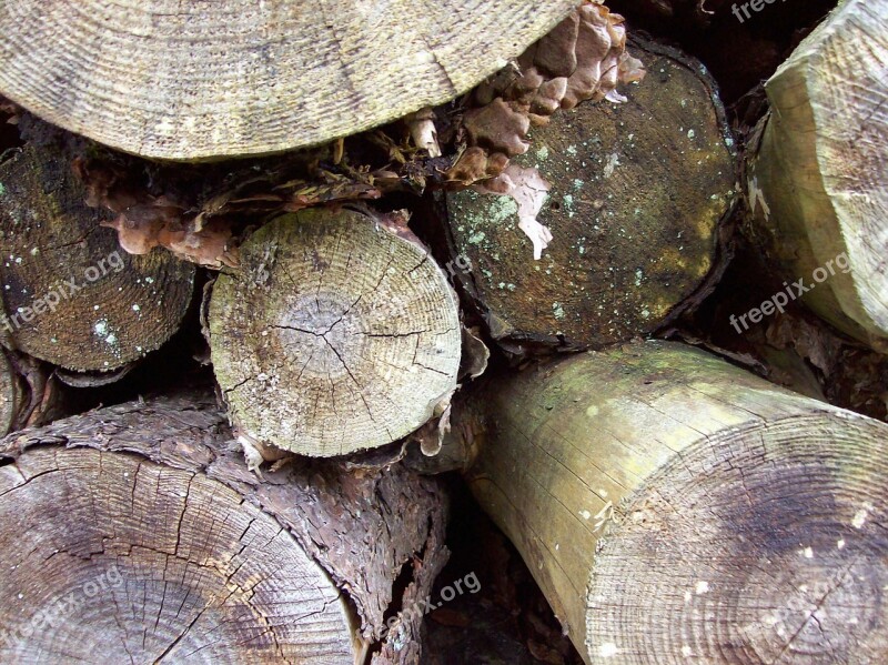 Woodpile Logs Trees Timber Forest