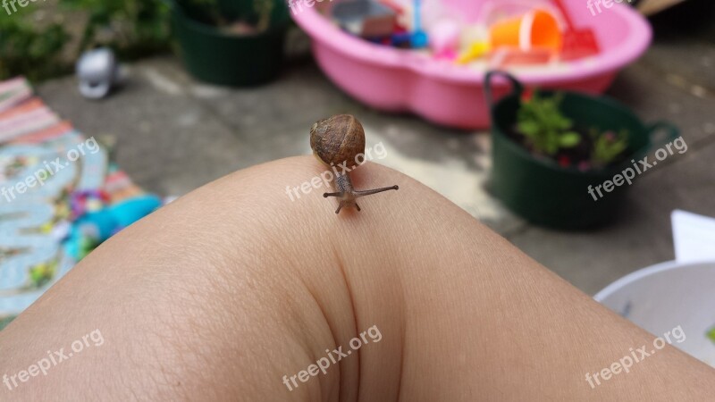 Snail Tiny Animal Hand Small