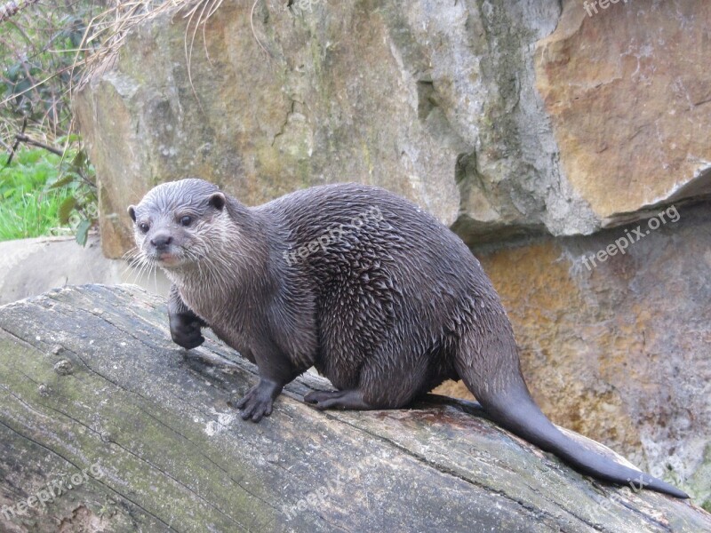 Otter Wet Fur Zoo Free Photos