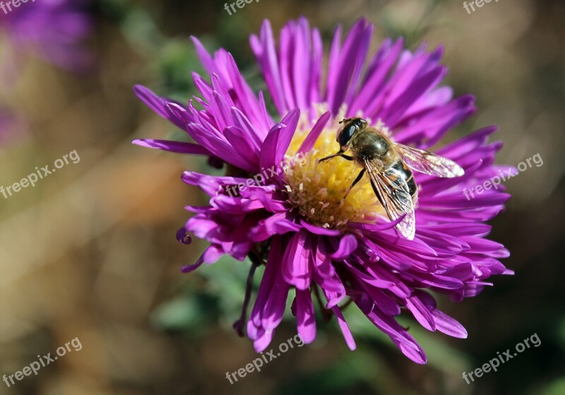 Flower Bee Purple Purple Flowers Nature