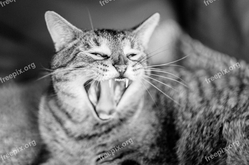 Cat Yawn Domestic Cat Animals Tired