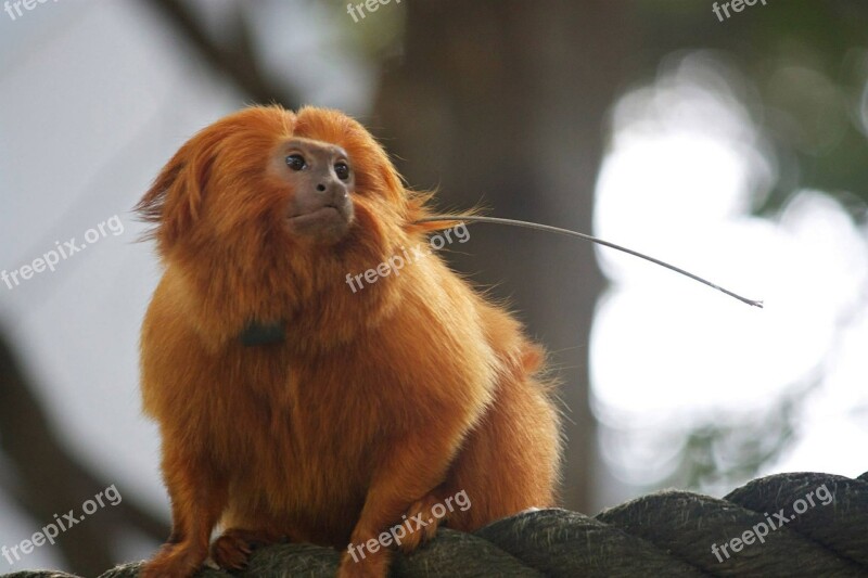 Monkey Tamarin Zoo Animal Wild