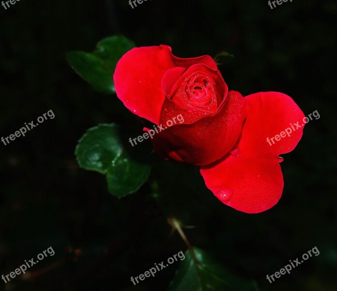 Rose Flower Blossom Bloom Red