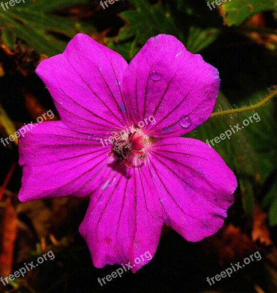 Flower Blossom Bloom Purple Close Up