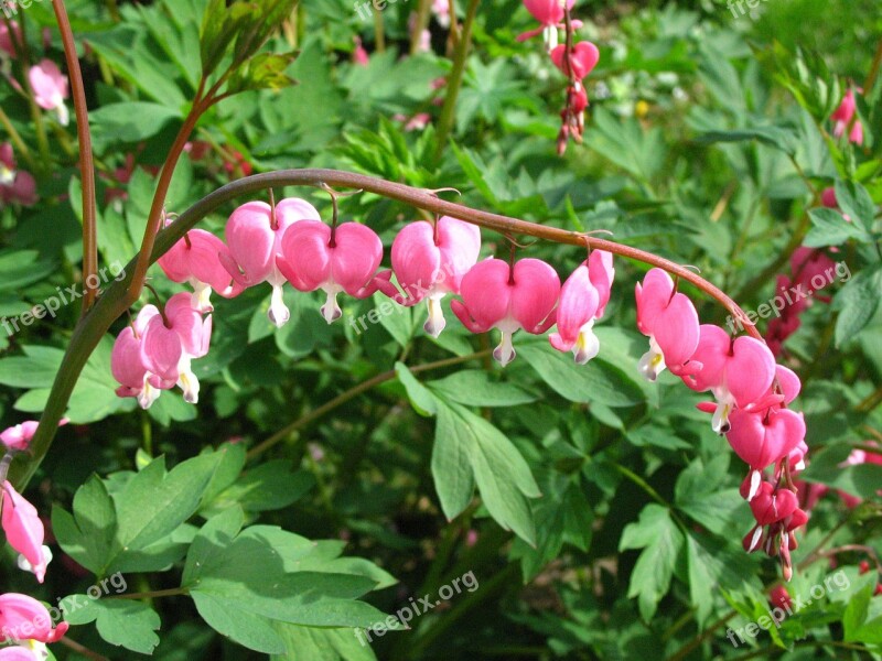 Bleeding Heart Flower Spring Garden Pink