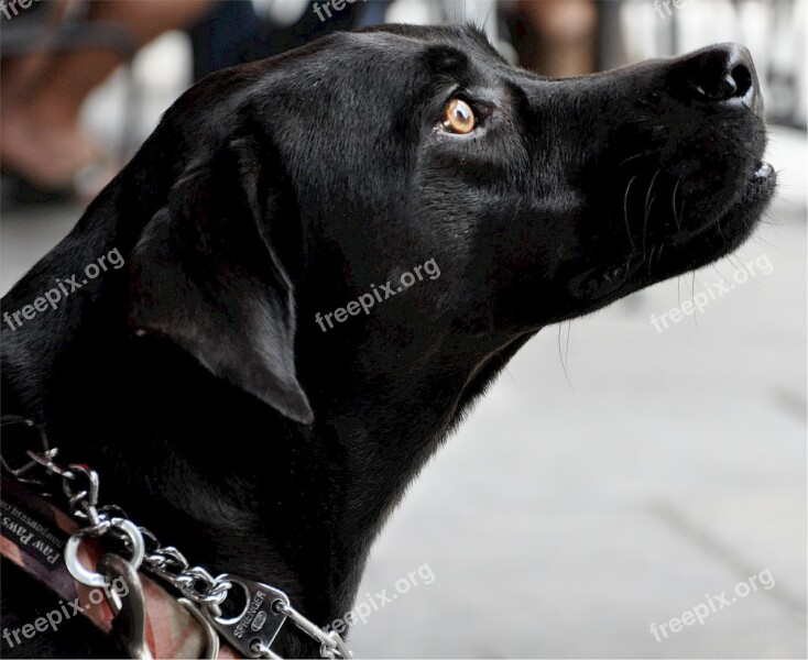 Labrador Dog Profile Black Canine