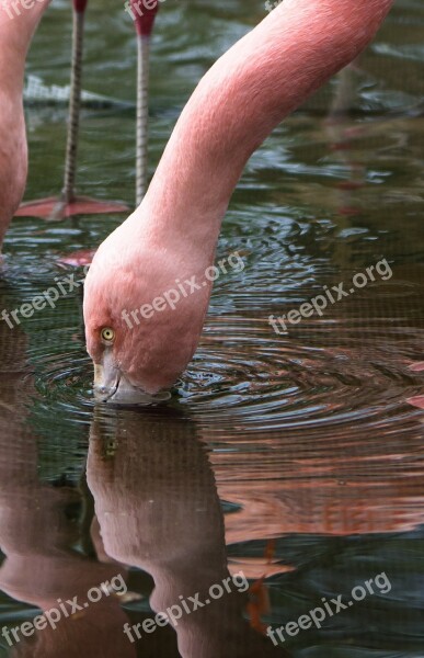 Flamingo Water Reflection Zoo Immersion Head