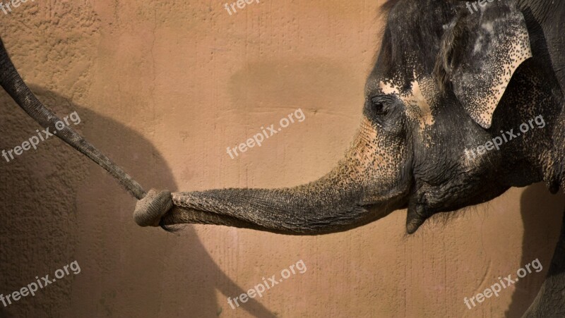 Elephant Zoo Africa Animal Portrait Proboscis