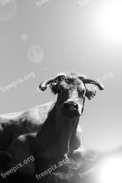 Cow Black And White Sun Free Photos