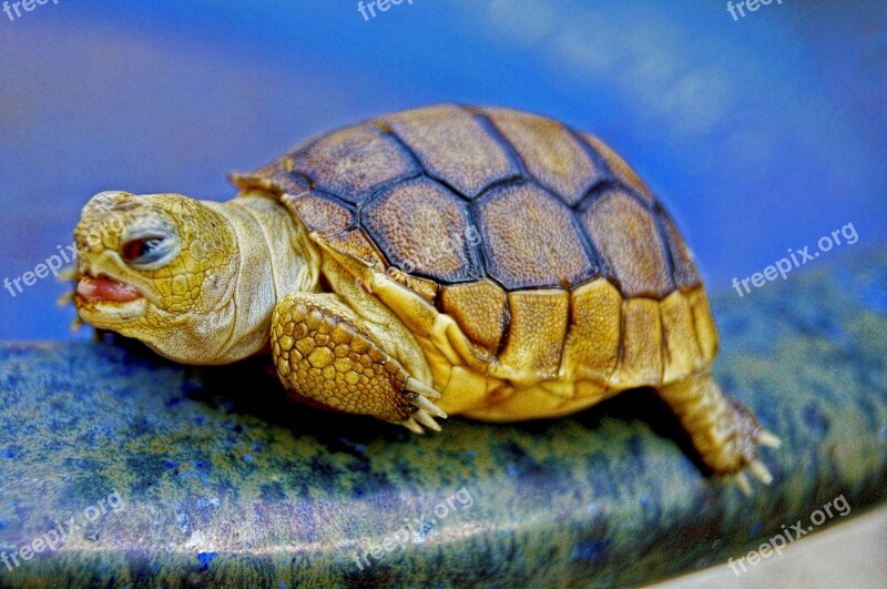 Turtle Animal Reptile Baby Blue