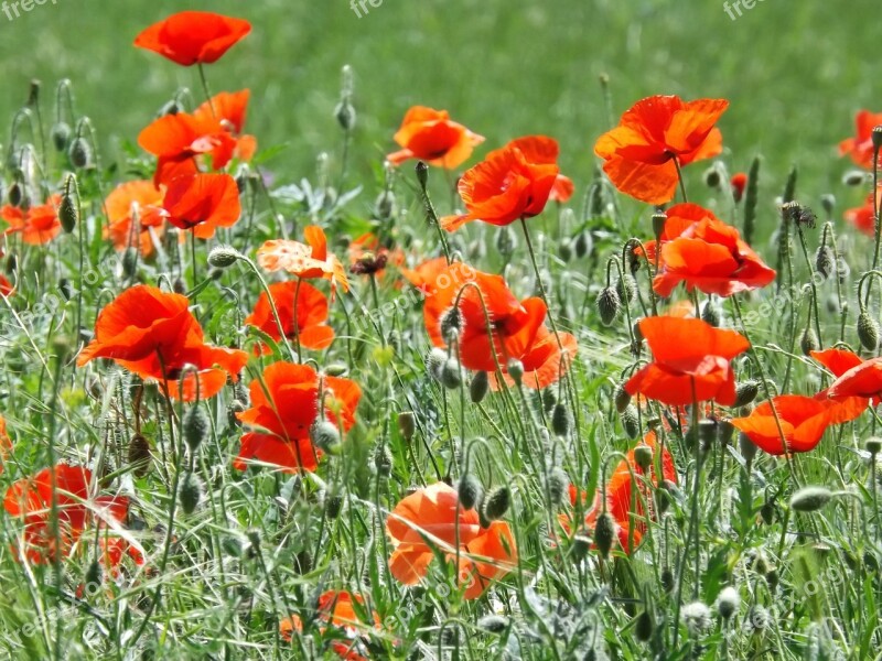 Poppies Flowers Blossom Summer Red