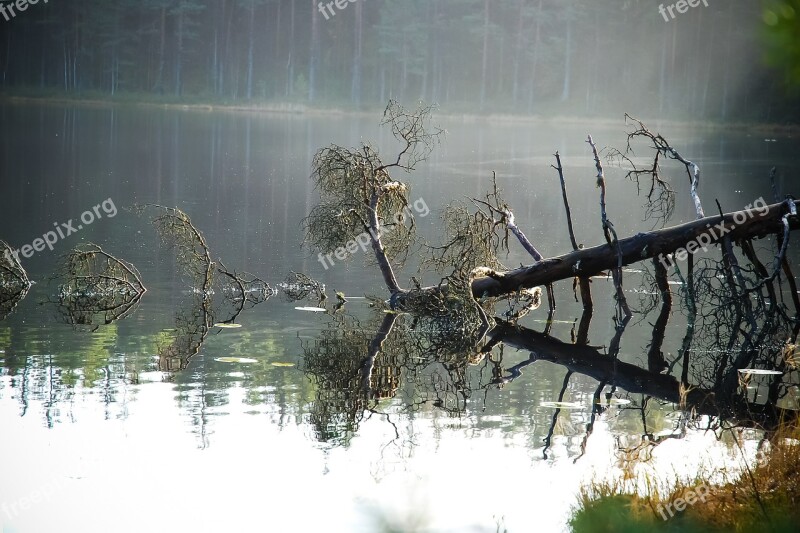 Nature Forest Pond Finnish Tree