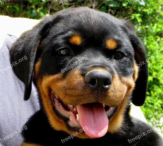 Rottweiler Puppy Dog Canine Cute