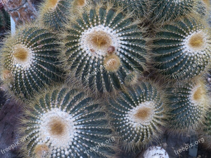 Cactus Plant Prickly Nature Close Up