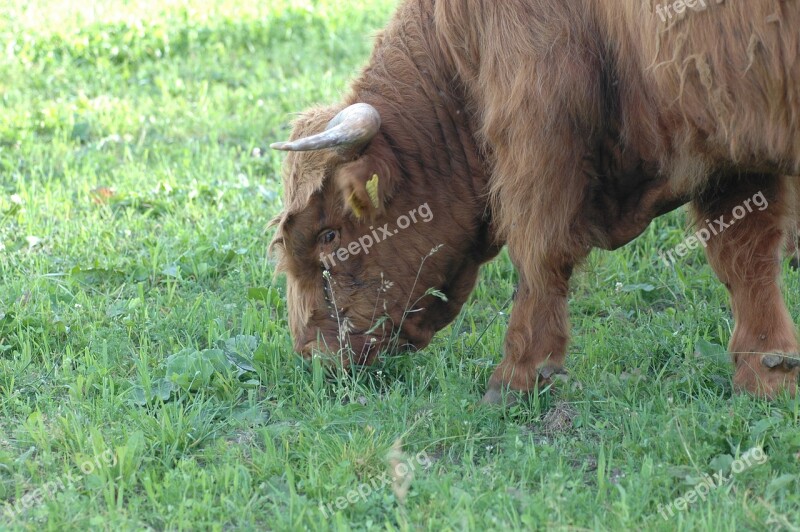 Cow Beef Bull Highlands Fur