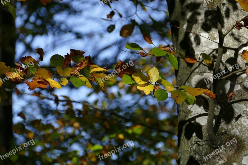 Beech Autumn Forest Leaves Nature