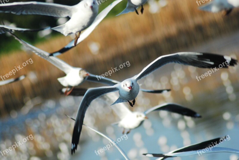 Seagull Bird Sea Nature Animal