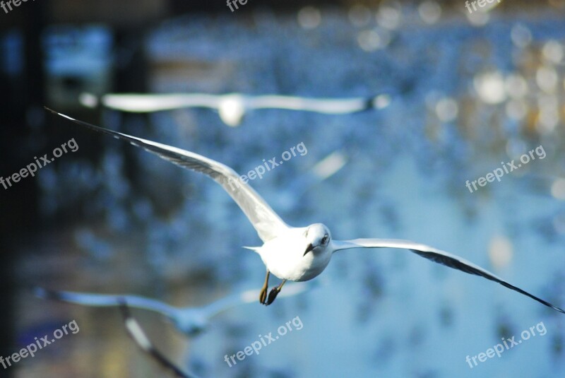 Seagull Bird Sea Nature Animal