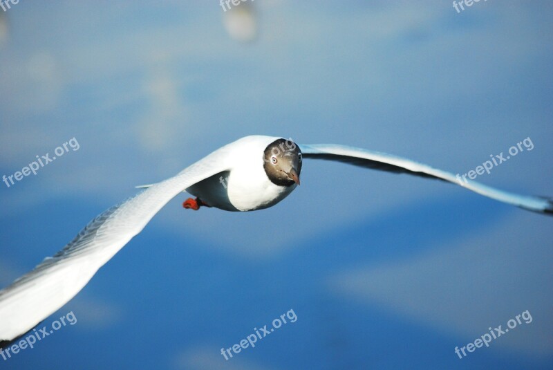 Seagull Bird Sea Nature Animal